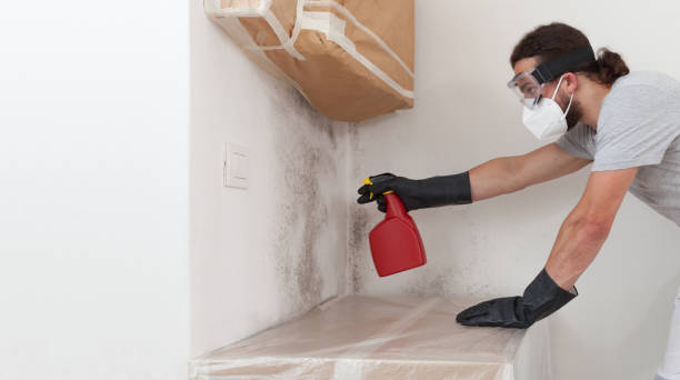 Professional Basement Mold Remediation technician working in Reedsville, PA
