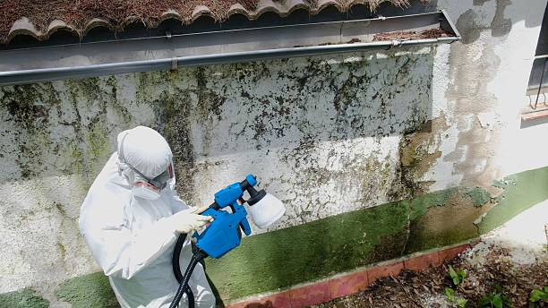 Top rated local Basement Mold Remediation specialists in Reedsville, PA